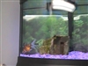 Cute bow front tank
