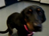 Sparkle-Great Dog Needing Home