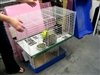 Bunnys almost ready for adoption