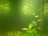 My Fish Gone Wild... eating live brine shrimp
