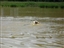Jamie swimming in circles