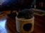 More catnip... theres gotta be more catnip
