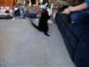 Treasure & the cat dancer