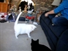Lola and the cat dancer