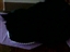 cat on catnip