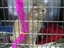 Service review on Cat Welfare Association from hymcheng - Mar 30th, 08