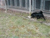 Sadie enjoys a being outside at the SPCA