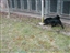 Sadie enjoys a being outside at the SPCA