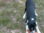 Smokey plays with a toy outside