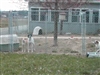 Three of the shelter dogs playing outside