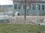 Three of the shelter dogs playing outside