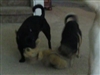 Doggy days