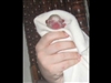 This video is a timeline from birth to 10-weeks old for a rescue puppy named Markl.