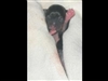 This video is a timeline from birth to 10-weeks old for a rescue puppy named Ariana.