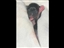 This video is a timeline from birth to 10-weeks old for a rescue puppy named Ariana.
