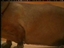 CCDR - Coast to Coast Dachshund Rescue