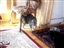Product review on Color Fur Mice from margaret  m. - Mar 29th, 08