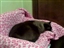 Comfortably Sleeping His A Forever Home