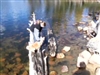 at the lake