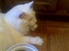 Product review on Cosmic Catnip from Michele - Jul 4th, 08