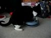 Socks & His Crazy Circle-Part 2