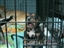 Ohio Puppies: Who's squeeling more us or the puppies?
