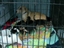 Kathleen brings the New mom and pups from the High Kill She;lter in  Ohio