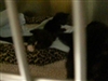 New born Kittens and their Mom