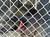 Teddy at DAWS while he waits for his forever home