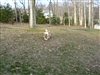 Rocky playing air dog