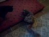 Cats on cat nip
