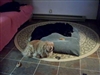 Two of shelter managers dogs - quite content
