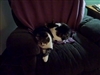 Happy cats