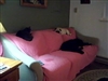 Greatful dogs!