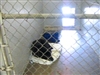 Shelter visitors