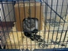 MORE BUNNIES AT THE SHELTER