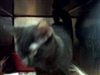 Charles