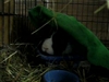 Neil playing under his fleece blanket