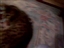 Product review on frontline catnip mouse from paul2 - Mar 29th, 08