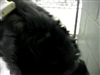 I haven't ever been treated by FURmination!