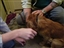 Galaxy DA2PPV Vaccine