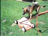 Xena barking at the lawnmower