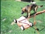 Xena barking at the lawnmower