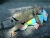 Fickle Man--now it's Ms. Chameleon!