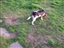 Honey Bunch, left for dead, springs back from hell and lives on to be a loving and devoted beagle at HR