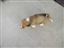 New HR foster pups-Joaine & Bernie_