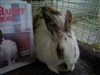 Jasmine posing with the House Rabbit Handbook!
