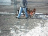 Shelter dogs playing together.