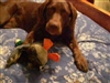 Me and my duck, (Scarlett)