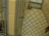 SPCA, Needs help